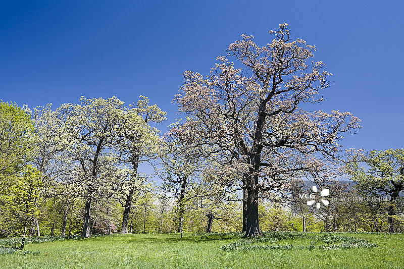 春天的白栎木图片素材
