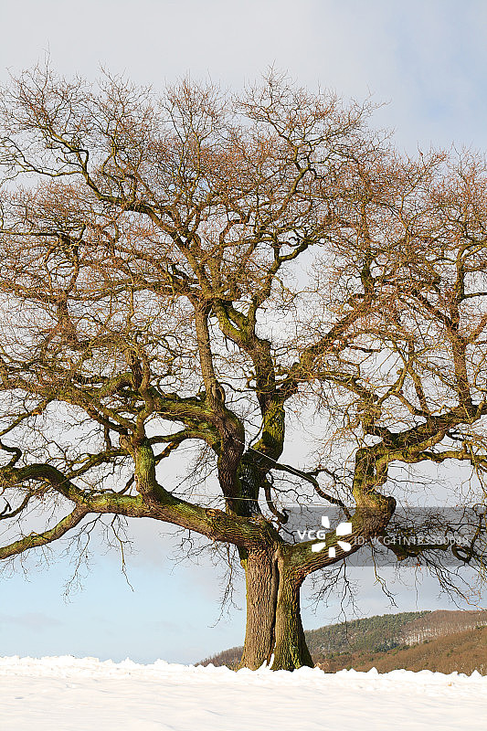 冬天田野上的一棵孤零零的老橡树图片素材