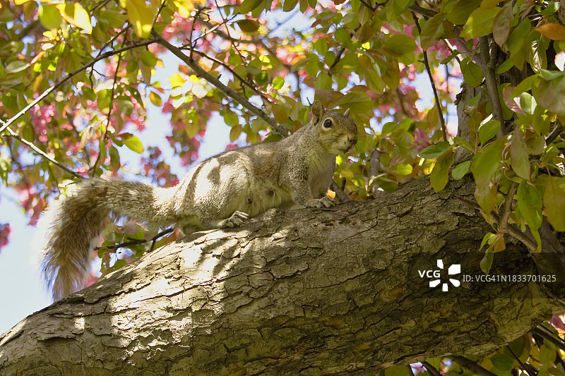松鼠在树上的低角度视图，哈特福德，康涅狄格州，美国图片素材