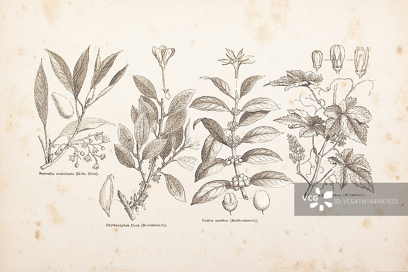 雕刻咖啡，啤酒花，可乐果，古柯束，1882年的藤蔓图片素材