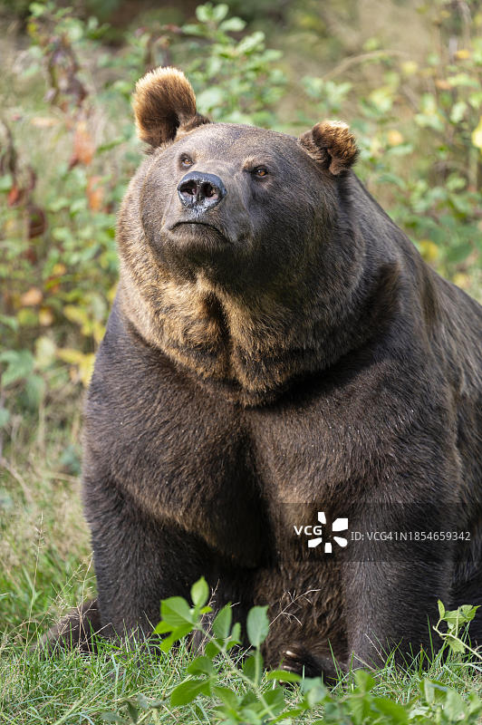 德国，被捕获的棕熊坐在森林草地上图片素材