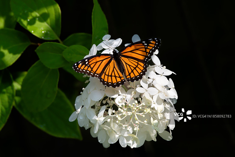 蝴蝶在花上授粉的特写图片素材