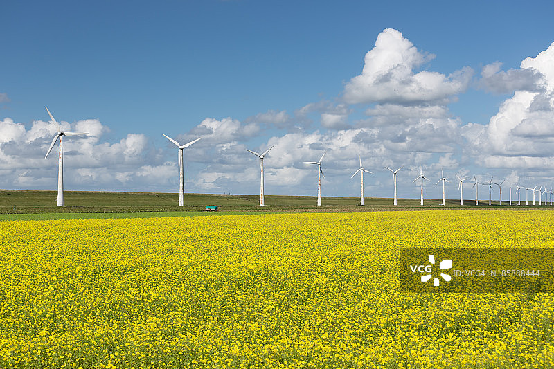 荷兰乡村景观与油菜籽和风力涡轮机图片素材