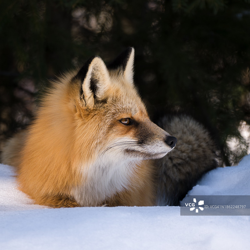 野红狐在雪地里休息图片素材