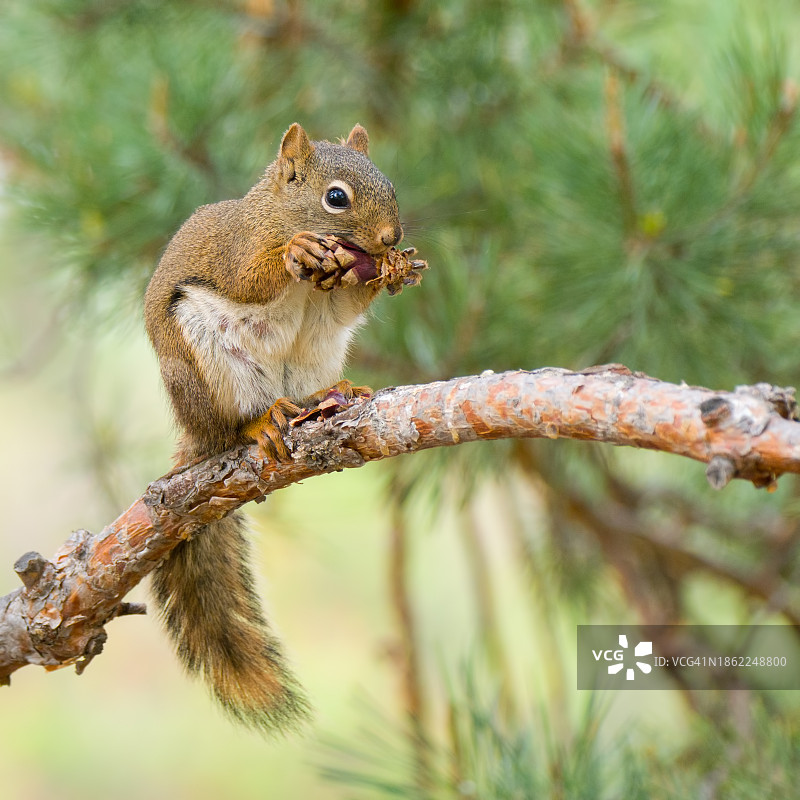 红松鼠在树枝上吃松果图片素材