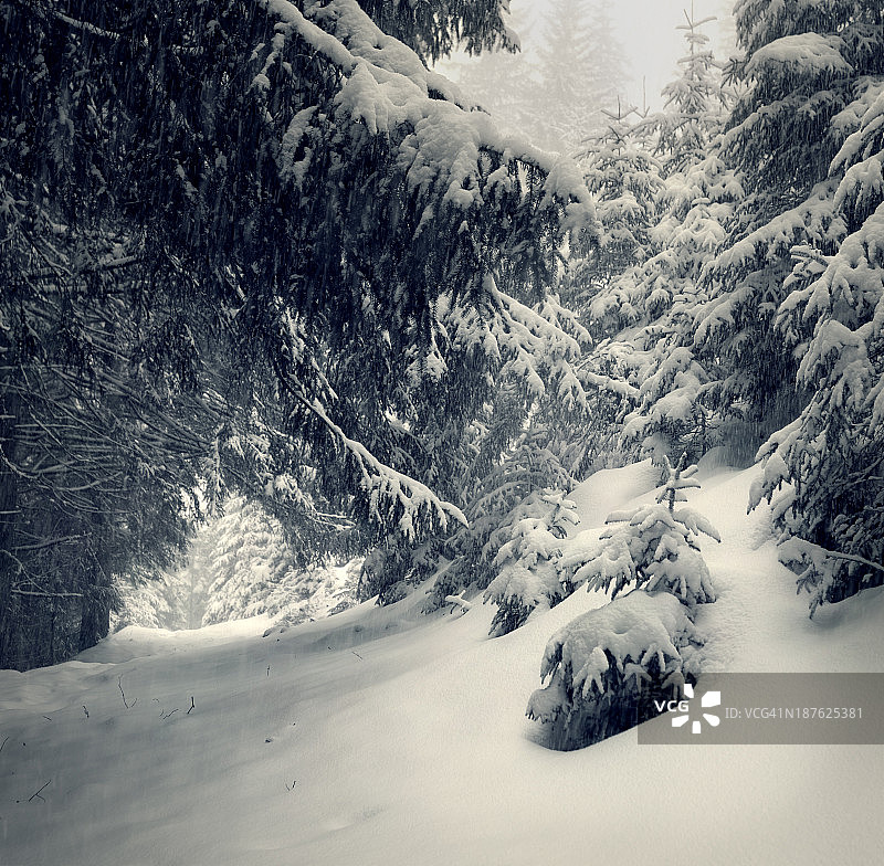 童话般的雪在冬天的森林。复古风格图片素材