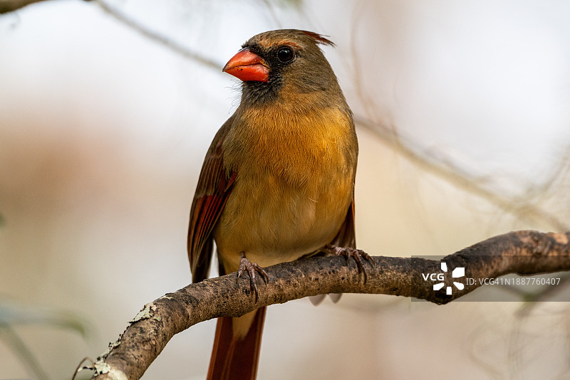 在美国莴苣湖公园树枝上栖息的鸣禽特写图片素材