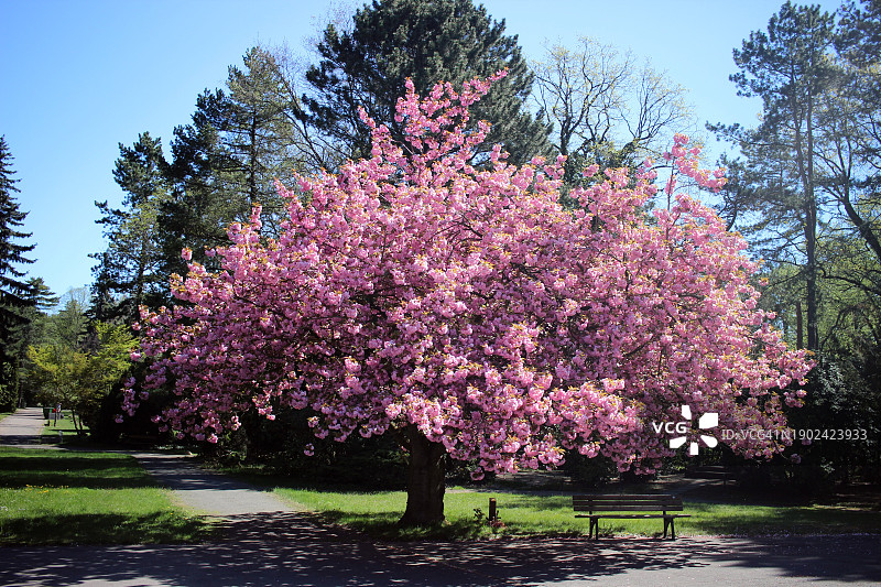 德国萨克森州莱比锡，公园里的樱花树图片素材