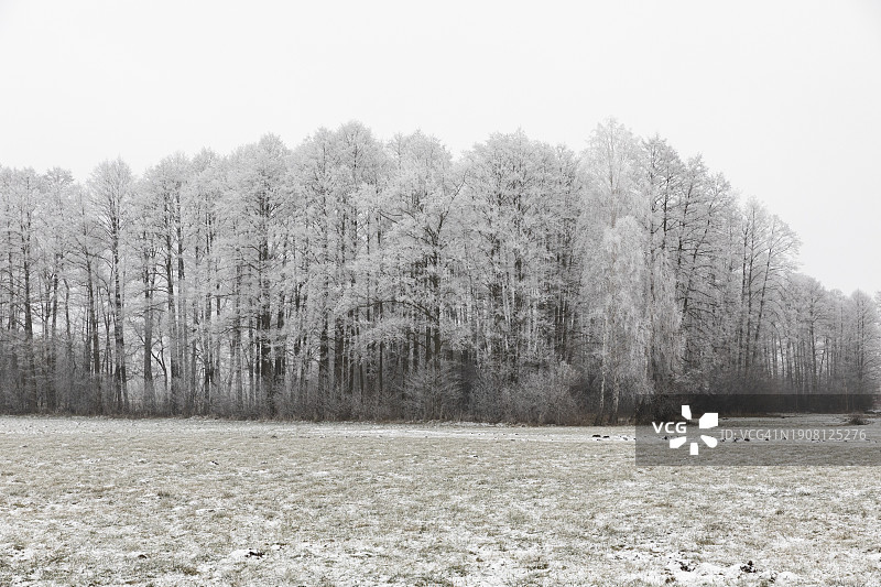 被白霜覆盖的树木。桤木林在冬天的景色。图片素材