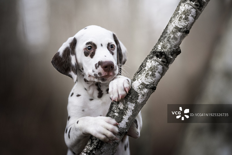 达尔马提亚纯种狗在树干上的肖像图片素材