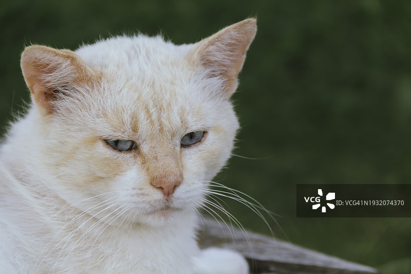 白色毛茸茸的蓝眼睛猫。图片素材