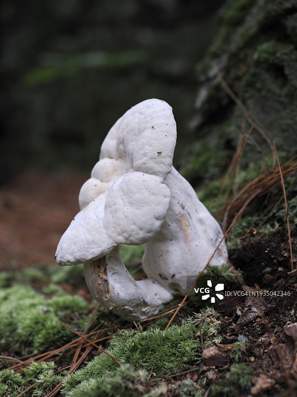 美国麻萨诸塞州纳蒂克的野外蘑菇生长特写图片素材