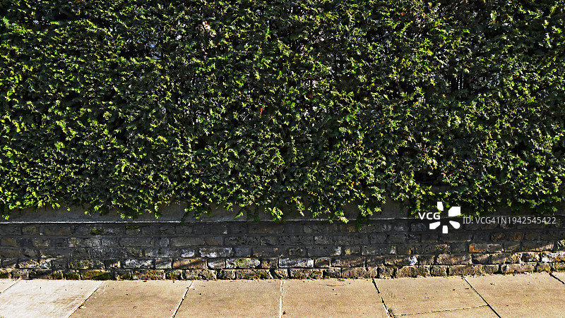 英国伦敦，树篱和风化砖墙的特写。人行道用水泥板铺成。阳光。自然的颜色。图片素材