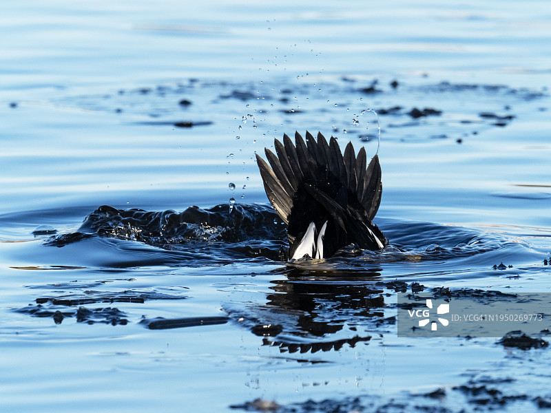 在英国苏格兰坎伯诺的布罗德伍德湖，一只雄性金眼鹦鹉在潜水。图片素材