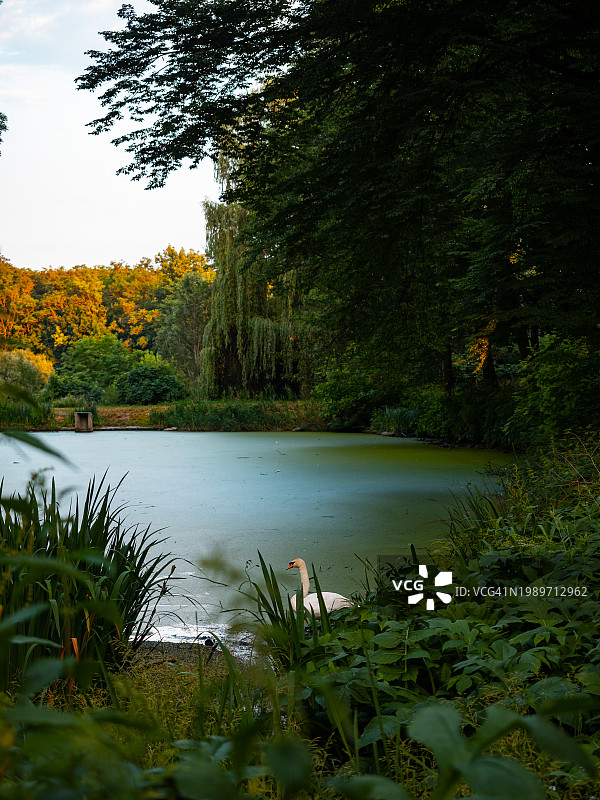 夏日公园的清晨景观，池塘里长满了绿色的浮萍。落叶树间的池塘图片素材
