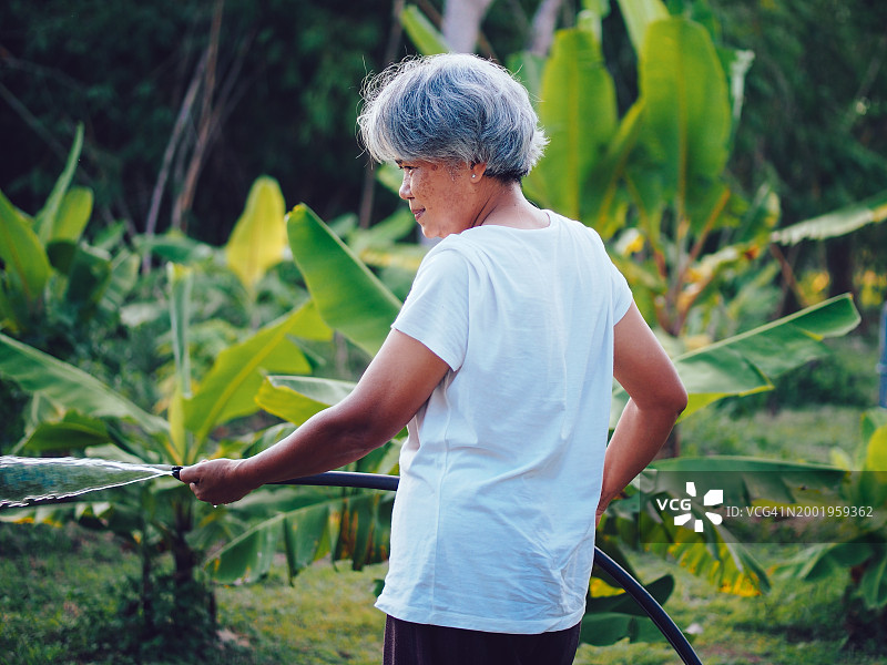 亚洲老妇人在给植物浇水图片素材