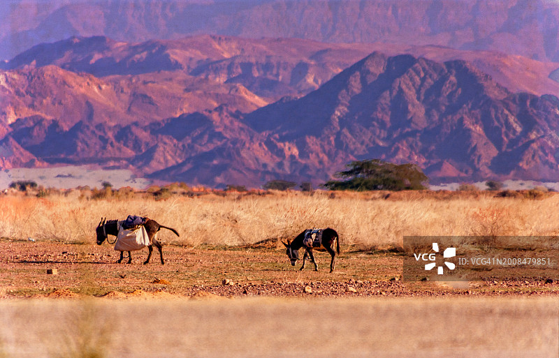 约旦亚喀巴沙漠中的两只驴图片素材