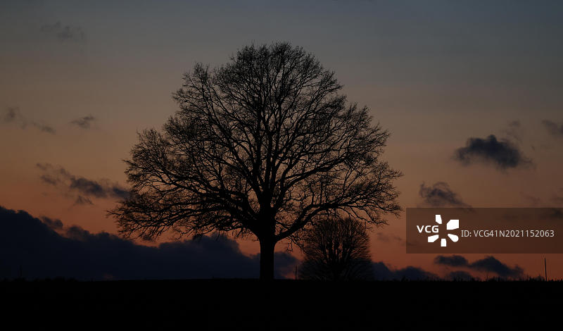 欧洲德国巴伐利亚州上巴伐利亚州，一棵光秃秃的橡树在傍晚天空前的剪影图片素材
