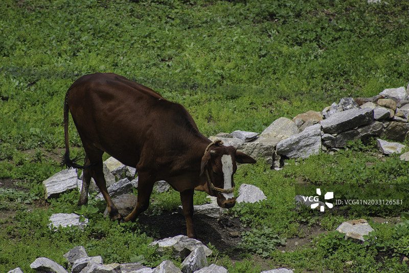 牛在草地上吃草的高角度照片图片素材