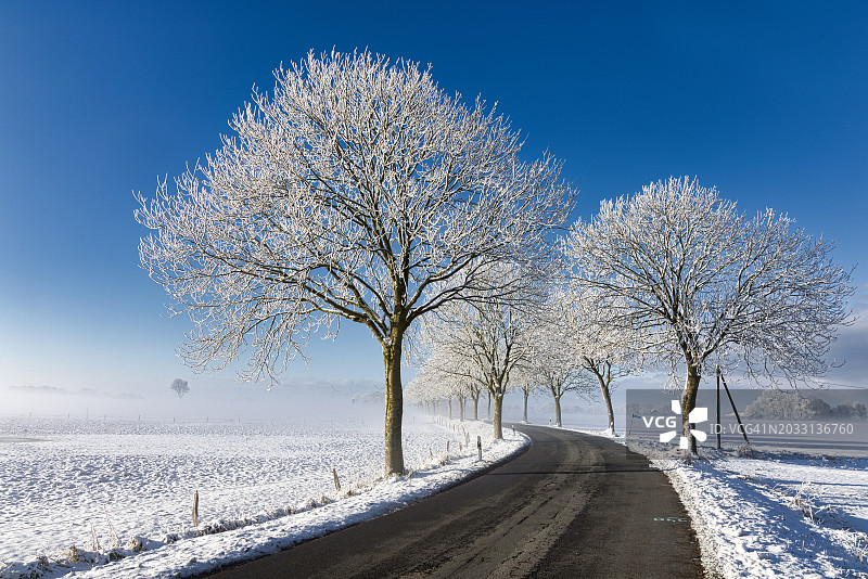 白雪覆盖的田野上的树木映衬着湛蓝的天空图片素材