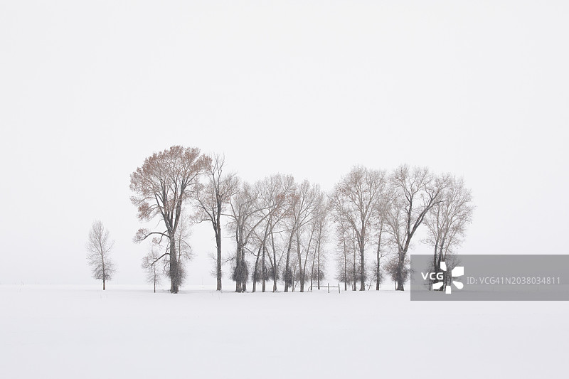 美国爱达荷州雪中的树木图片素材