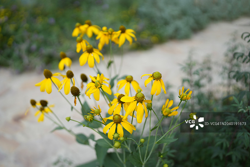 栀子花，花园中的黄色花图片素材