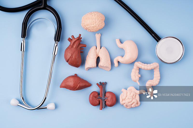听诊器和人体内部器官模型图片素材