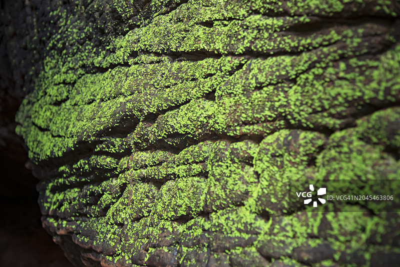 美丽的大自然:岩层像蛇鳞覆盖着苔藓。图片素材