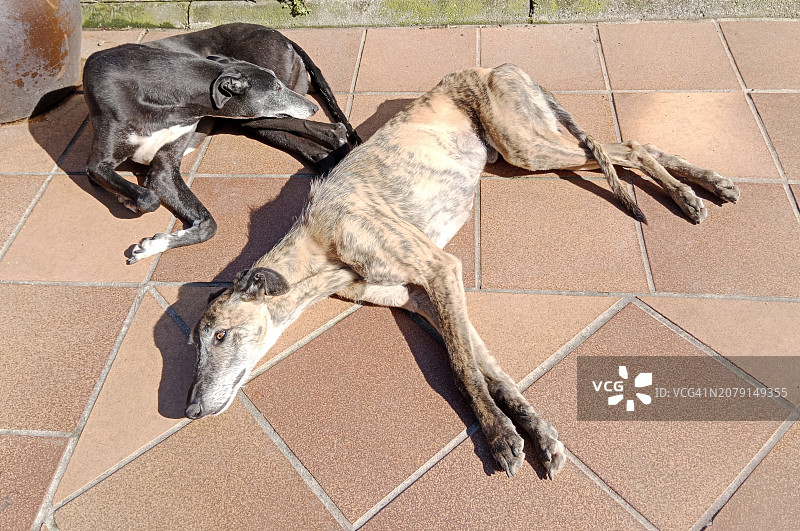 两只狗在晒日光浴和打瞌睡图片素材