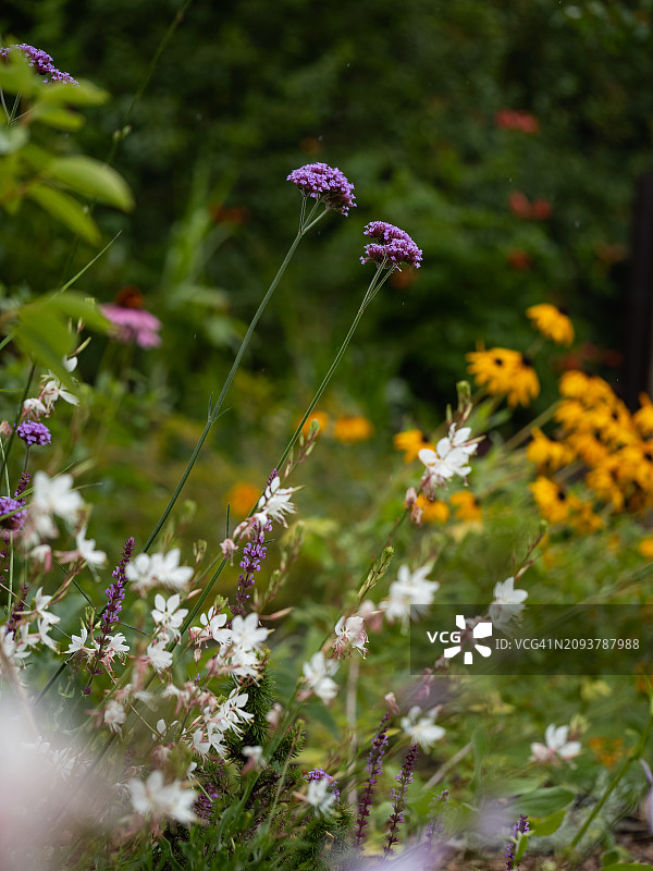 花园花坛中的观赏花卉和草本植物。林德海姆，林德海姆的蜜蜂花，白牛蒡，粉红牛蒡，林德海姆的钟草，马鞭草，黄色圆锥花图片素材