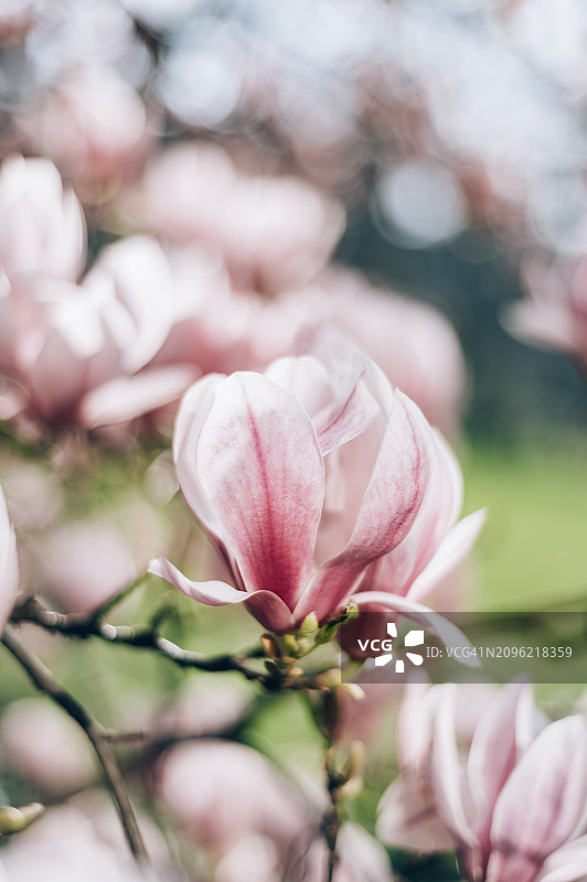 粉红色的木兰树在春天盛开的花朵图片素材
