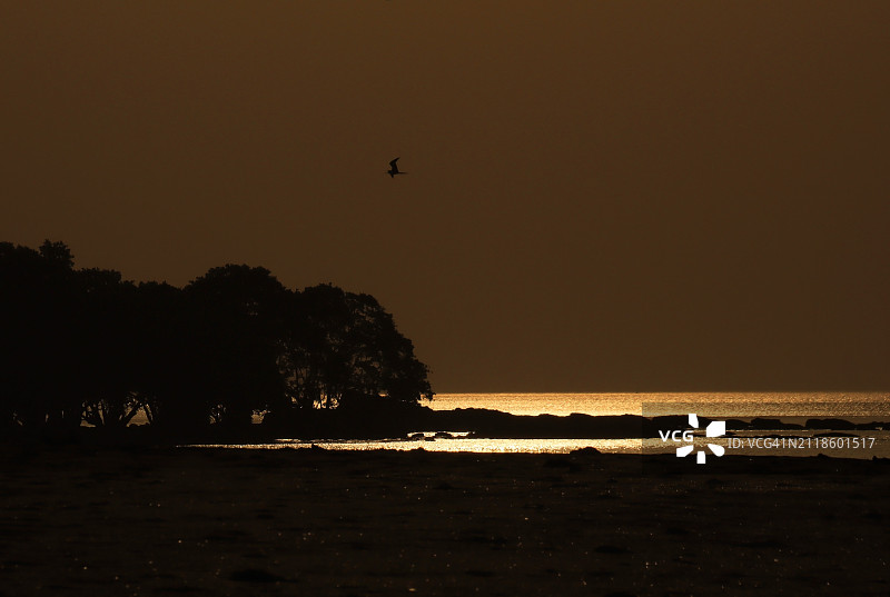 树和鸟的剪影，金色的光反射在海滩和巴拿马湾图片素材