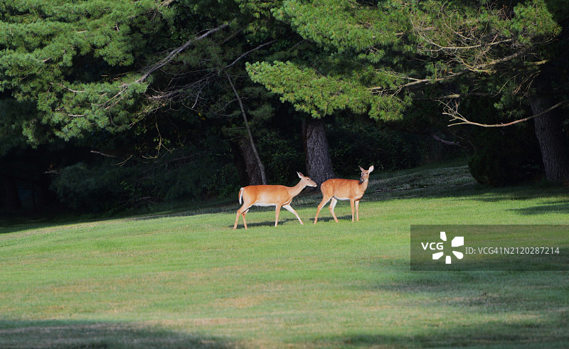 站在田野上的鹿的侧视图，万宝路，新泽西州，美国图片素材