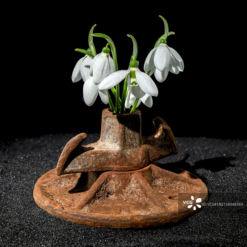 桌子上花瓶里的花朵，黑色背景的特写，敖德萨，敖德斯卡亚，乌克兰图片素材