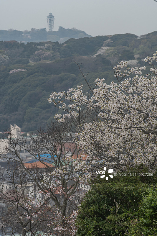 日本神奈川县住宅区的樱花图片素材
