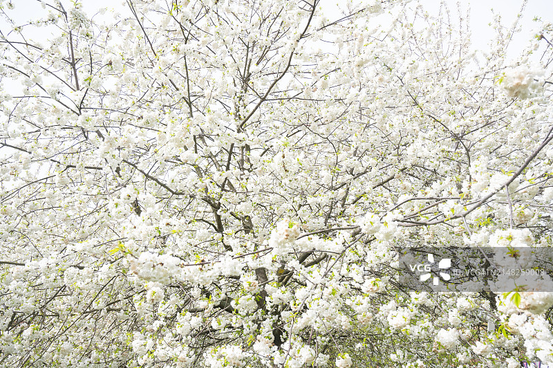 春天盛开的日本樱花树。图片素材