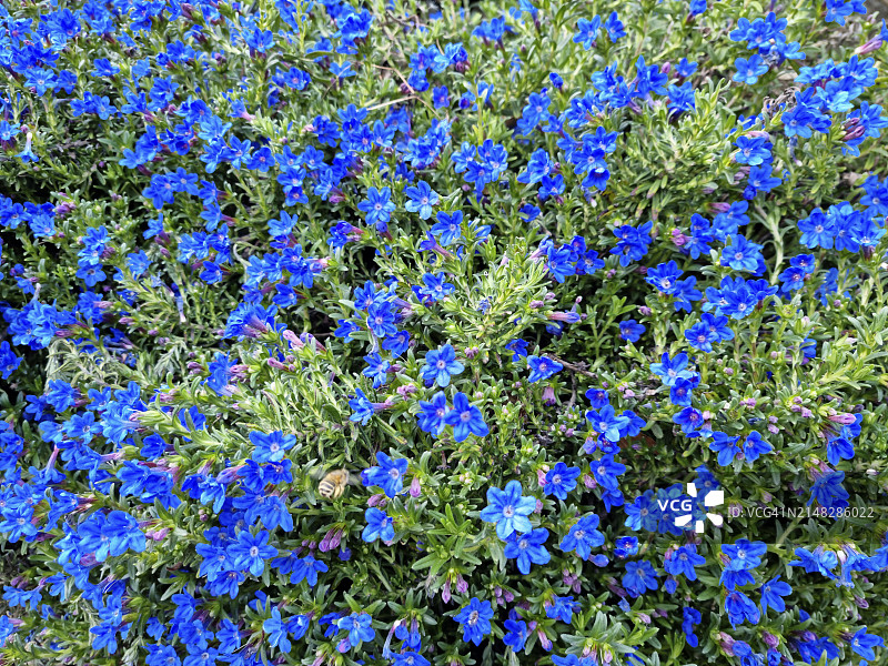 天蓝色白花石斛(Lithospermum diffusum)在联合国教科文组织生物圈保护区提契诺瓦尔格兰德韦尔巴诺马giore湖畔开花图片素材