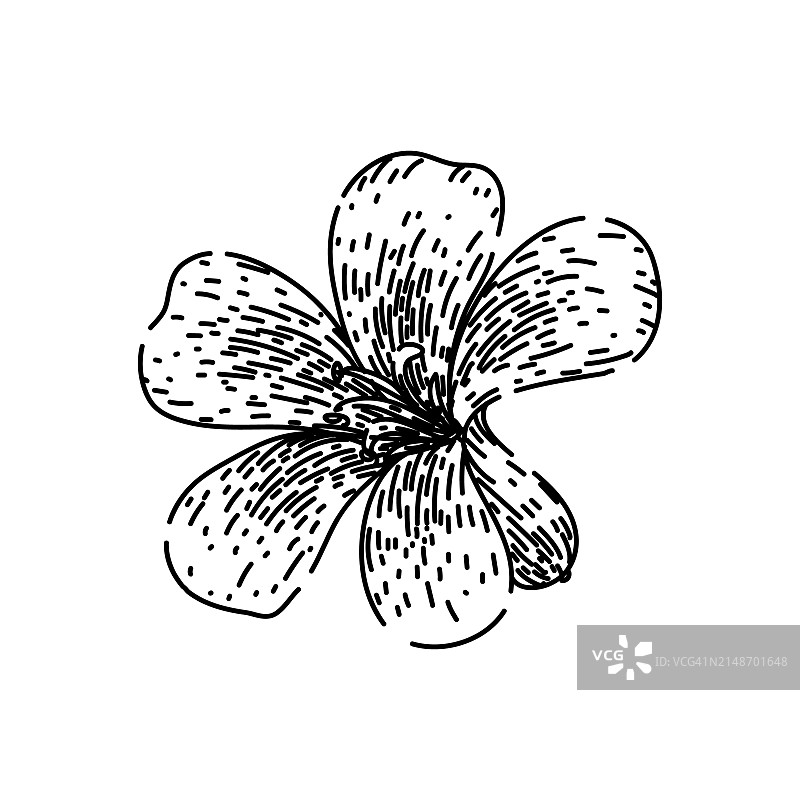 花园天竺葵素描手绘矢量图片素材