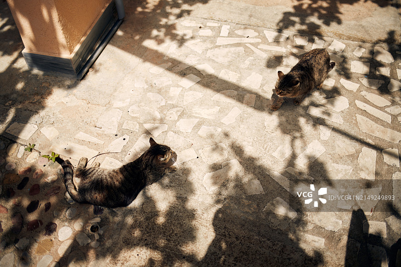 两只虎斑猫在阳光明媚的院子里争吵图片素材