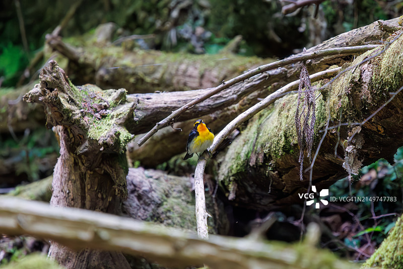 一只可爱的捕蝇水仙在山涧中沐浴。日本神奈川县相模原市Hayatogawa森林路，摄于2024年4月。图片素材