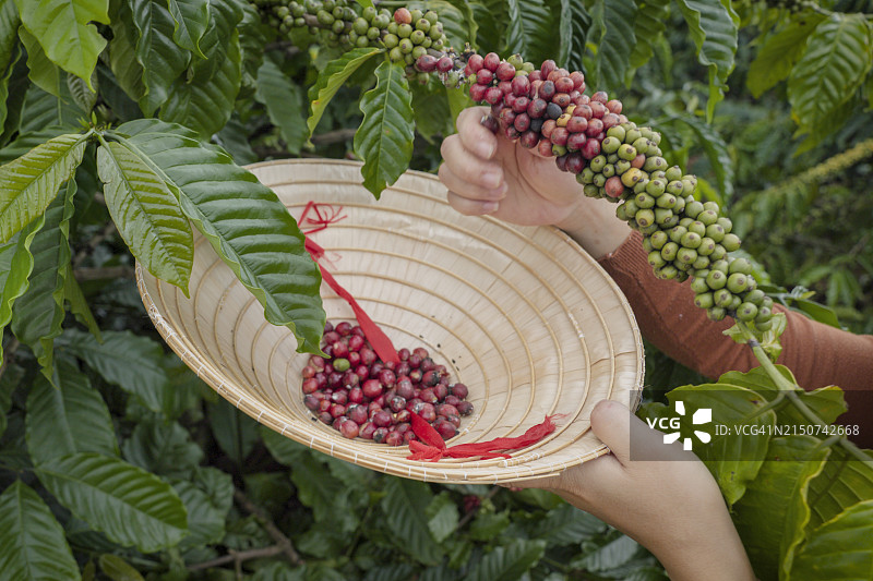 越南妇女在越南南部的一个种植园里收集咖啡樱桃图片素材