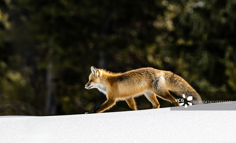 美洲红狐(Vulpes Vulpes fulva)是真正的狐狸中最大的，也是食肉目中分布最广泛的成员之一，遍布整个北半球，包括北美的大部分地区。黄石国家公园图片素材