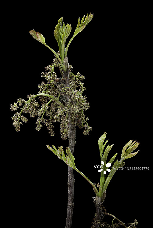 松节树(塞浦路斯松节树，松节树，松节树)-雄性花序图片素材