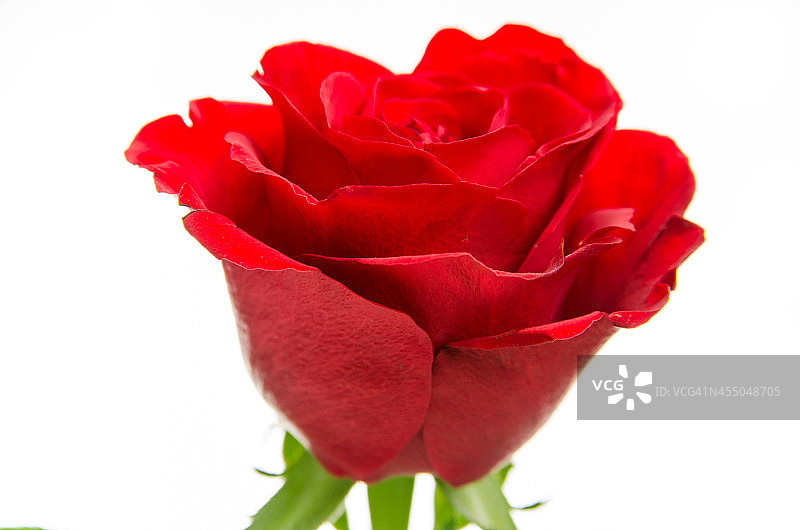 红玫瑰微距接近白色背景图片素材