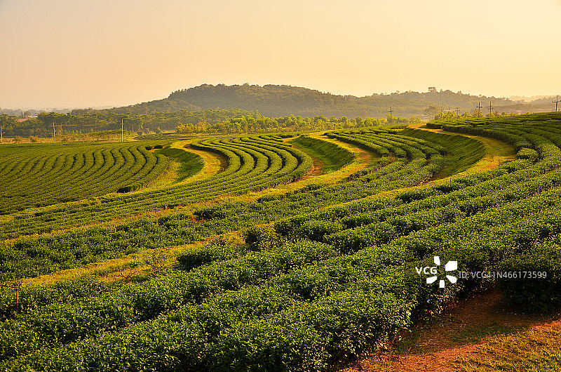 茶叶种植园字段图片素材