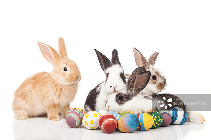 复活节兔子图片素材