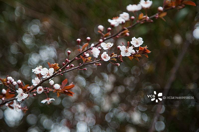 春天樱花盛开图片素材