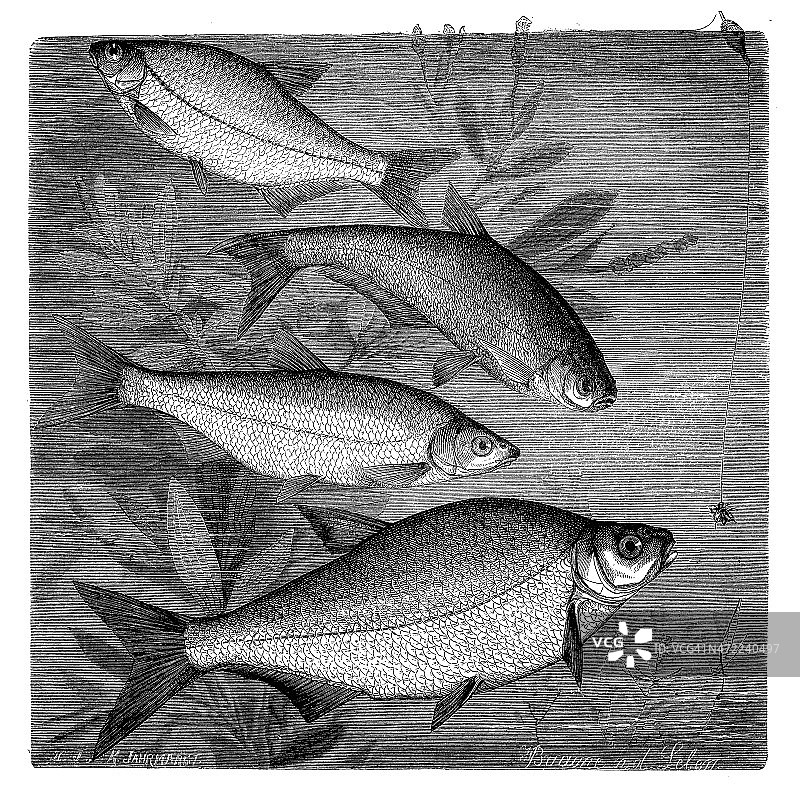 古色古香的鲷鱼插图图片素材