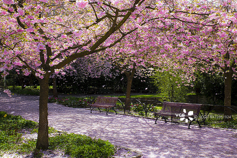 神奇的光在樱桃树公园图片素材
