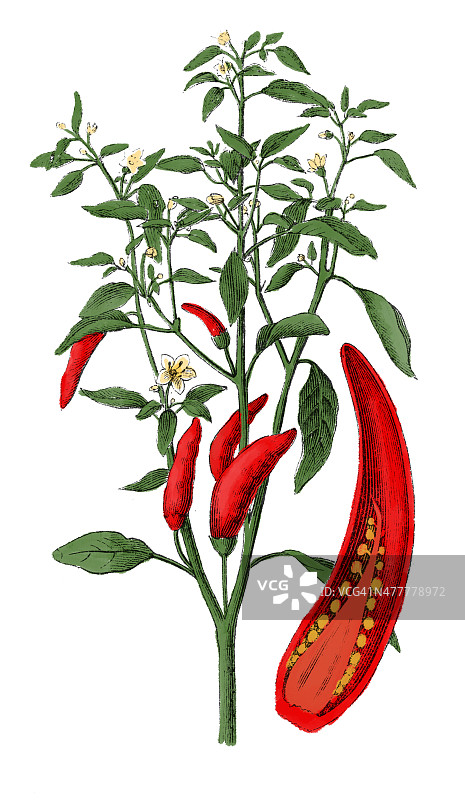 辣椒(仿古植物雕刻)图片素材
